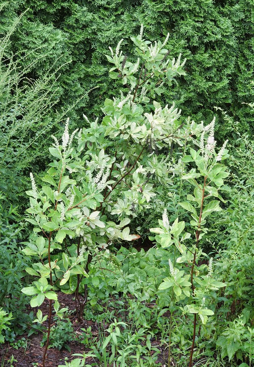 Variegated Sweet Pepperbush - Clethra alnifolia 'Woodlander's Sarah'