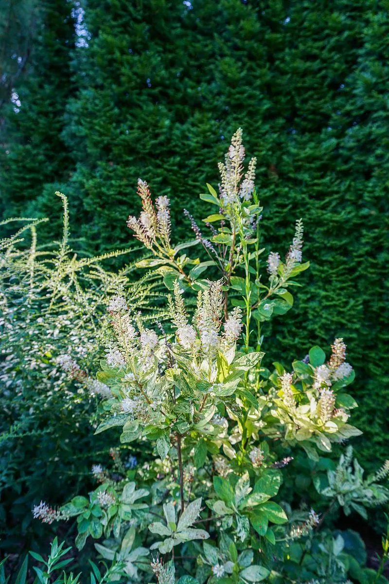 Variegated Sweet Pepperbush - Clethra alnifolia 'Woodlander's Sarah'